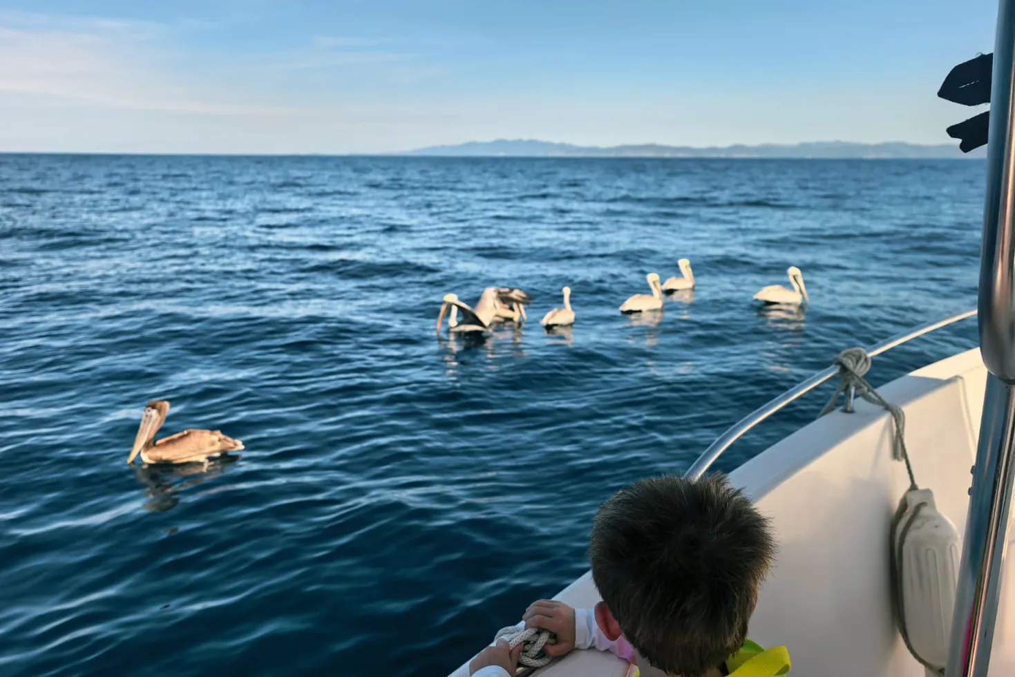 Pelicans floating in the Gulf of Papagayo